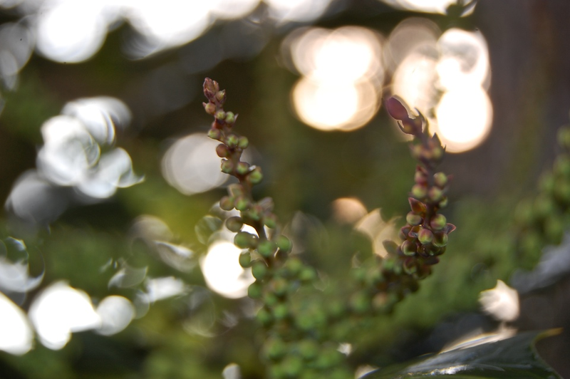 Illustration for article titled Shooting Challenge: Bokeh, Gallery 2